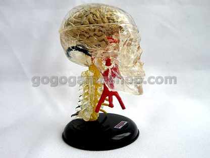 Human Anatomy Atlas Body Parts Structure Miniature Model Lots of 15