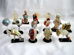 Human Anatomy Atlas Body Parts Structure Miniature Model Lots of 15