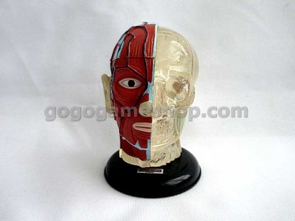 Human Anatomy Atlas Body Parts Structure Miniature Model Lots of 15