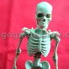Skeleton Miniature Model (Bone Color)