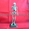 Skeleton Miniature Model (Bone Color)