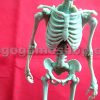 Skeleton Miniature Model (Bone Color)