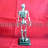 Skeleton Miniature Model (Bone Color)