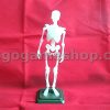 Skeleton Miniature Model (White Color)