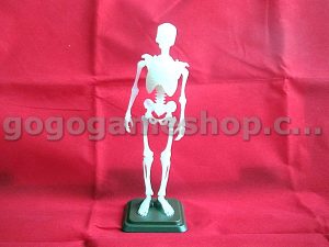 Skeleton Miniature Model (White Color)